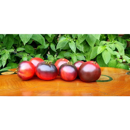 ���������� ������ ����� ���������� ������ - �������� ���� (Dwarf Project Tomato Gondwana Rose) / Seeds And Goods / � �������� zip-lock ��� ���������� 10 �����