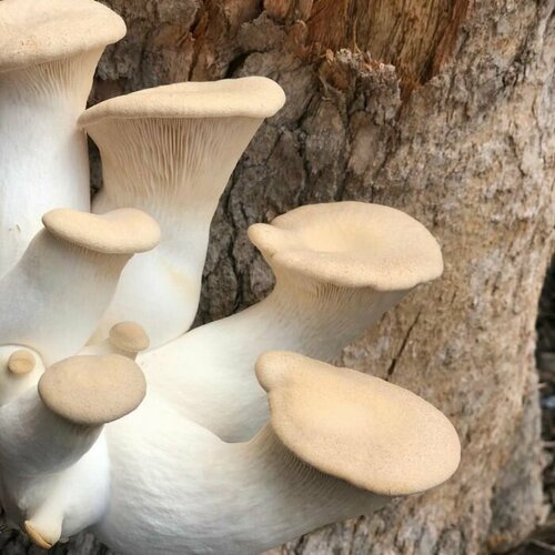 ���������� ������� �����������