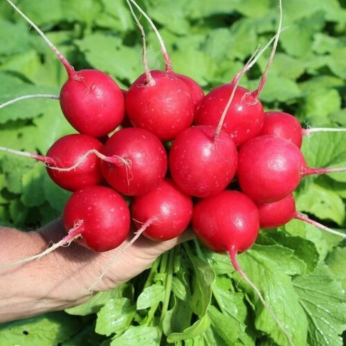 ���������� ����� ����� F1