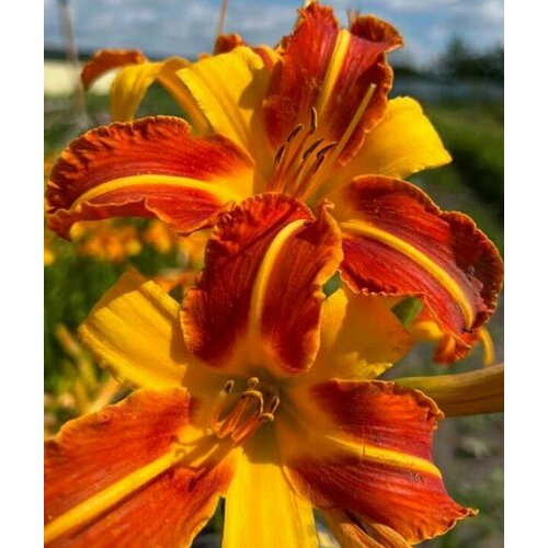 ���������� �������� ����� ����, 2 �����