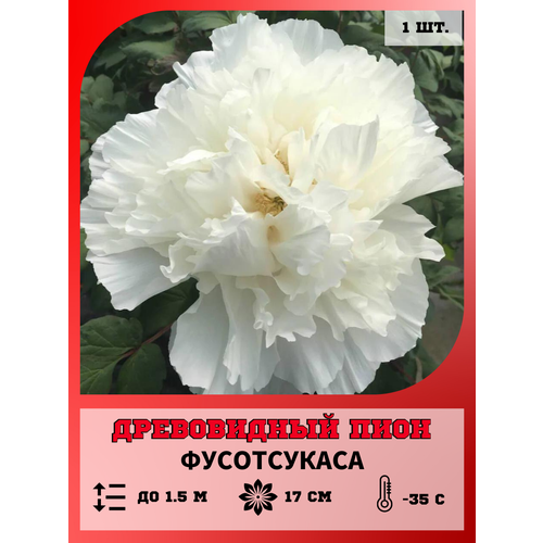 ���������� ���� ����������� ����������, ������� 1 �����