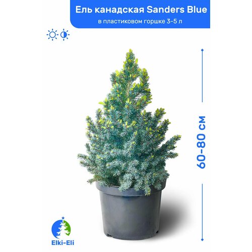    Sanders Blue ( ) 60-80     3-5 , ,   