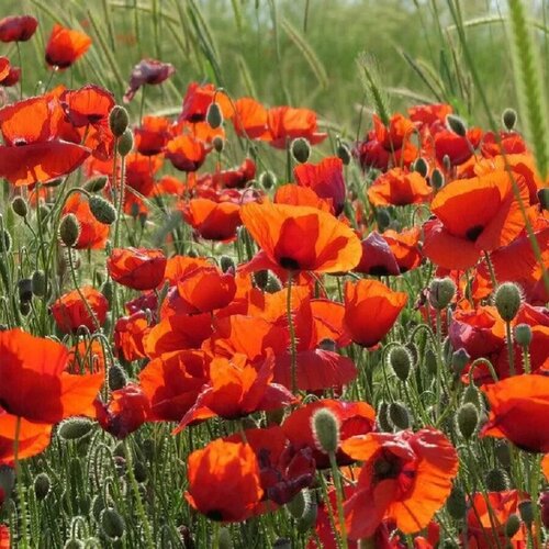 ���������� ������ ������ ��� ��������� ������������ 50 ��.