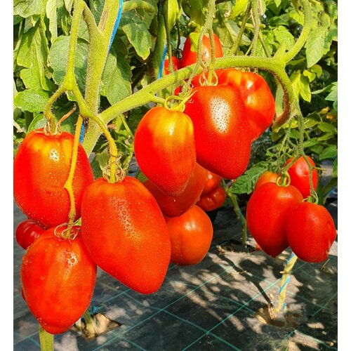   -- (San Marzano Redorta) / Seeds And Goods /   zip-lock   10    , -, 