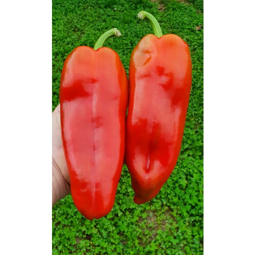 ���������� ������ ����� ������� �'�������� (D'artanian) / Seeds And Goods / � �������� zip-lock ��� ���������� 15 �����