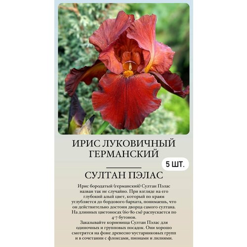 ���������� ���� ���������� �������� ����������� ��������