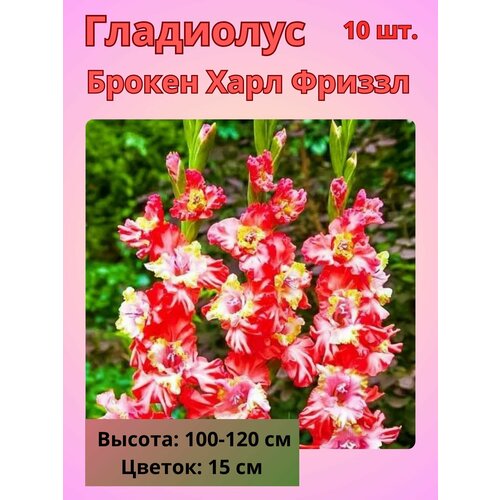 ���������� ��������� ��������������� ������ ���� �������, �������� ����������