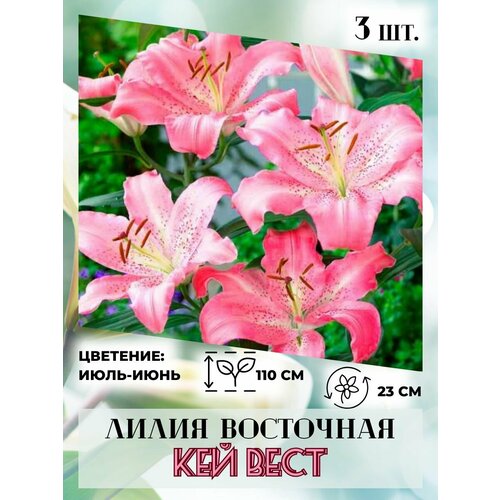 ���������� ����� ��������� ��� ����, �������� 3 �����