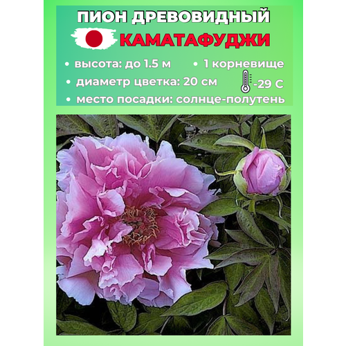 ���������� ���� ����������� �����������, ������� 1 �����