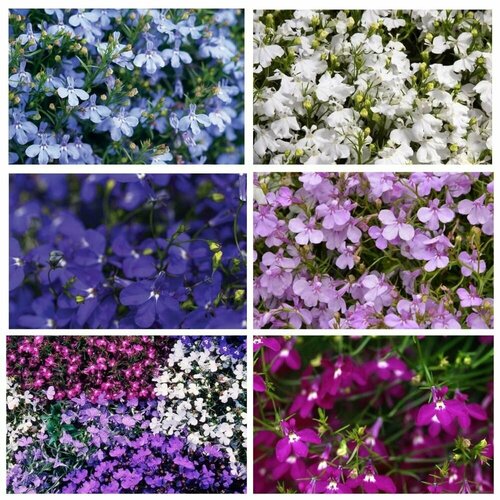 ���������� ������� ��������� ������ 6 �������� �� 10 �����: ����, �����, ����, ��� ����, �������, ����