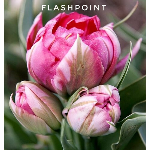   ,   Flash Point (5 )   , -, 