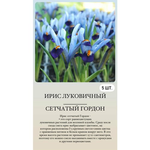 ���������� ���� ���������� �������� ����������� ��������