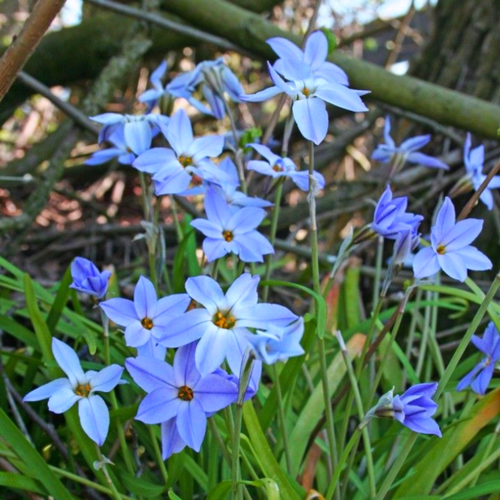 ���������� �������� ������, �hipollino flowers, ������ WISLEY BLUE (10 �������)