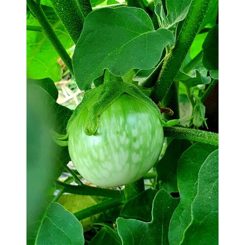 ���������� ������ �������� ������� ��� ����� (Thai Chao Prayo) / Seeds And Goods / � �������� zip-lock ��� ���������� 10 �����