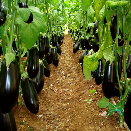 ���������� �������� ���� F1, ����������� ����������������� ��������� ������ ��� ������ � ���������� �������� ������������, 5 �����