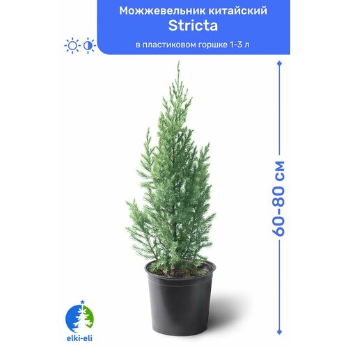    Stricta () 60-80     2-5 , ,   