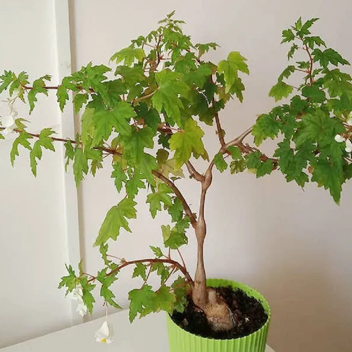 ���������� ������� �����, Begonia Dregei, ���������� �������, ������