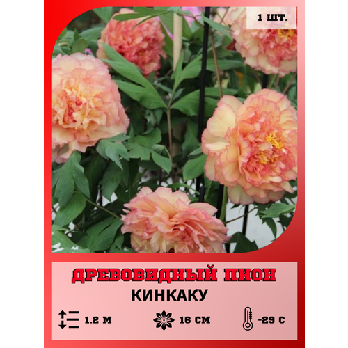 ���������� ���� ����������� �������, ������� 1 �����