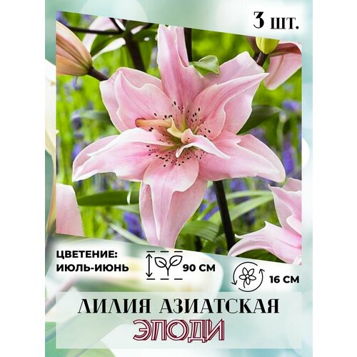 ���������� ����� ���������, �������� 3 ��, ����������� �����