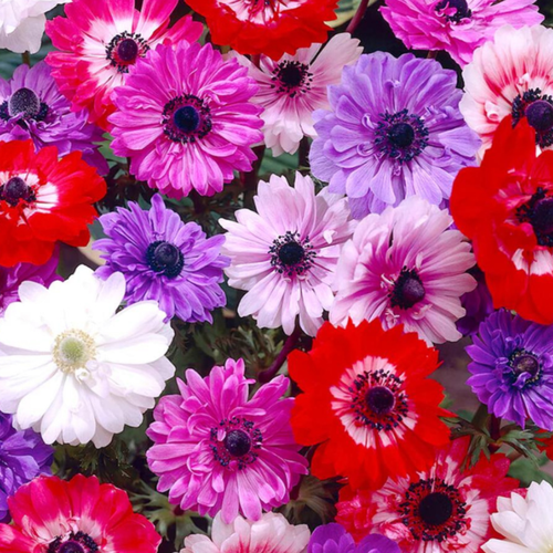 ���������� �������� ������, chipollino flowers, ������� ST. BRIGID MIX (10 �������)