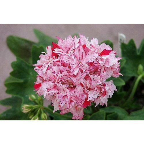 ���������� ������ ���������� ��������� ���������� ������ ������ 4 �� (1 �������� (O))