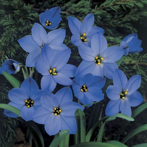 ���������� �������� ������ , bulbs servise, ������ ������ ����-������� ( 10 ���� )