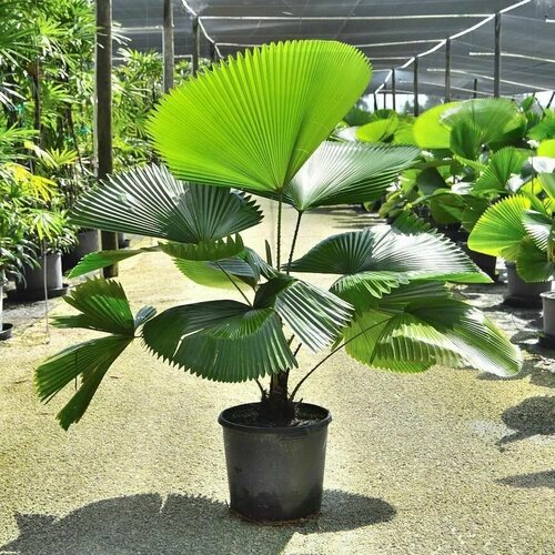 ���������� ������ ������� Licuala grandis ������ 5 ����