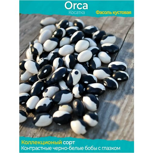   Orca -  