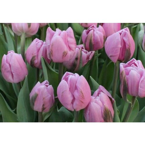 ���������� �������� ����������� , �������� ���� MARLON (5 ����)