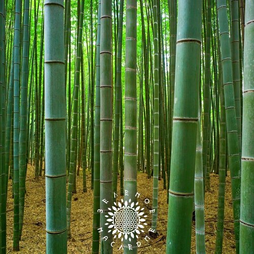    (. Phyllostachys edulis Moso) 40  Green Legacy   , -, 