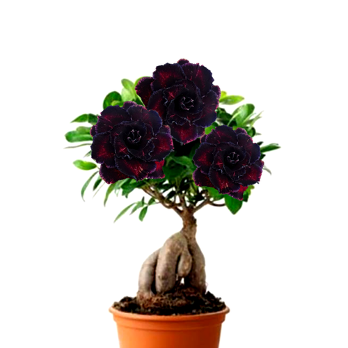 ���������� ������������ ������ ������� ׸���� ������ 3��.