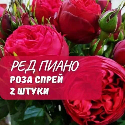 ���������� ���� ����� ��� ����� (Red Piano) / 2 ��, ���������, ����������� ����