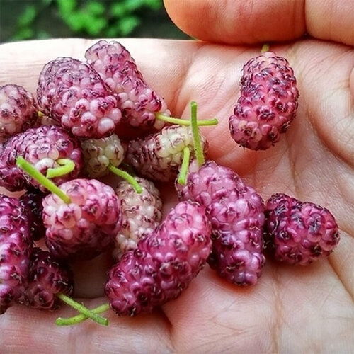 ���������� ������ ��������� ��������� ������� �����������, 20 ��