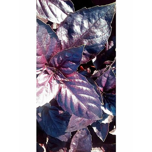 ���������� ������� 