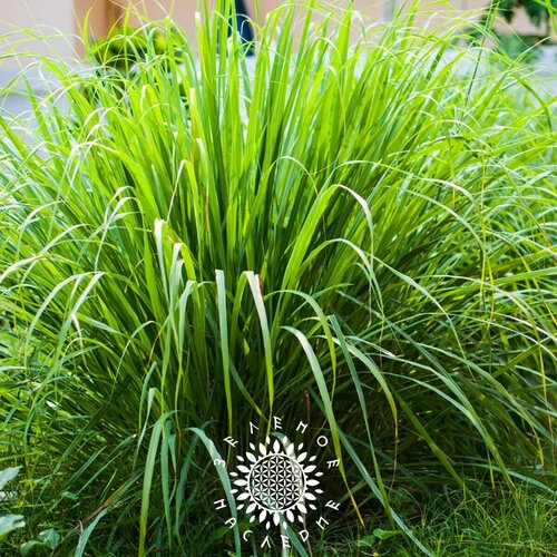 ���������� ������ �������� �����, ����������, �������� ����� (���. Cymbopogon flexuosus) 10��