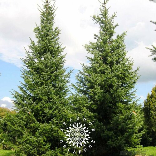 ���������� ������ ��� �������� (���. Picea omorika) 15�� �� Green Legacy