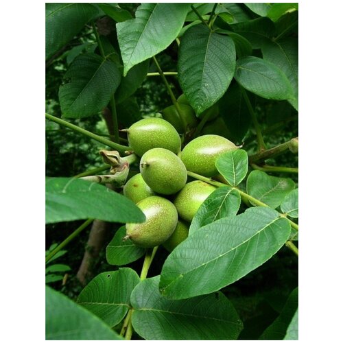 ���������� ������ ���� �������� ������������� (Juglans ailanthifolia sieboldiana), 5 ����