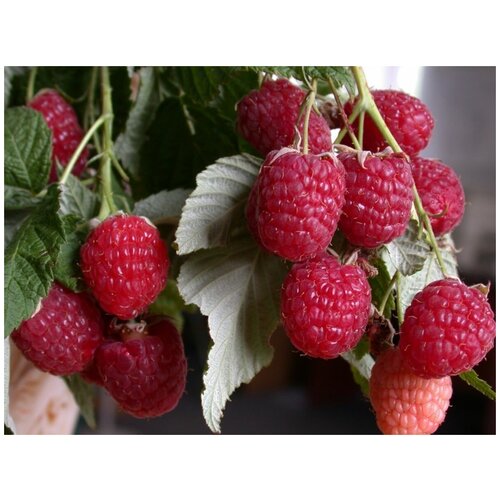 ���������� �������� - 2�� ������ ������������. �������.