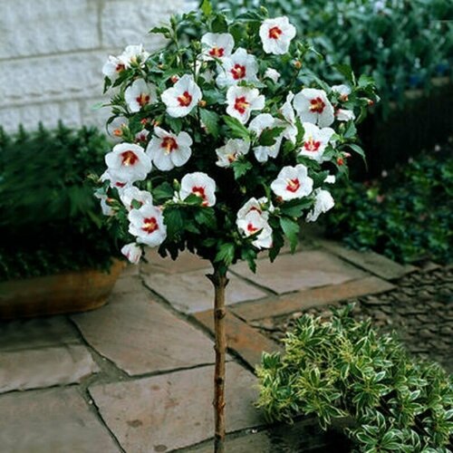   (Hibiscus SYRIACUS 'RED HEART ROSE OF CHIFFON),    , -, 