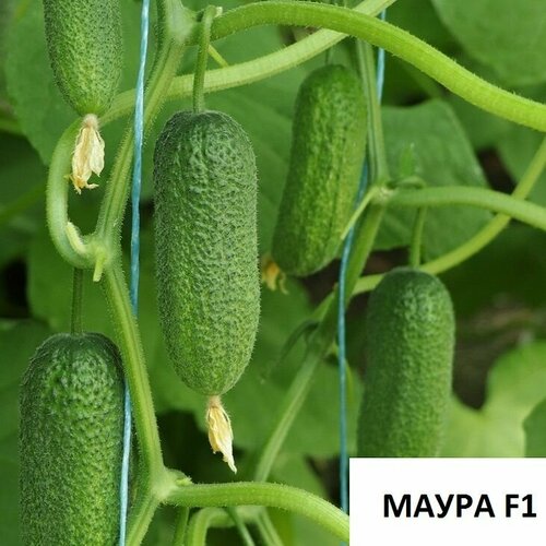 ���������� ������ ����� F1, ������������ ������������������ �������� ��� ������ � ������������ �������� ��������, ����� �������� 9-12��, 6 �� �����