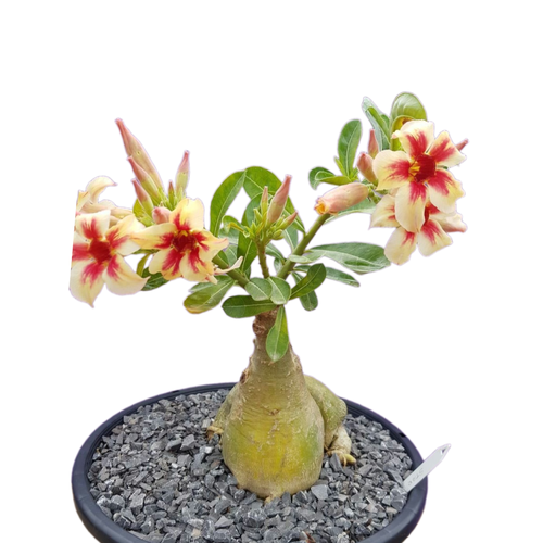 ���������� ������������ ������ ������� Morning Star