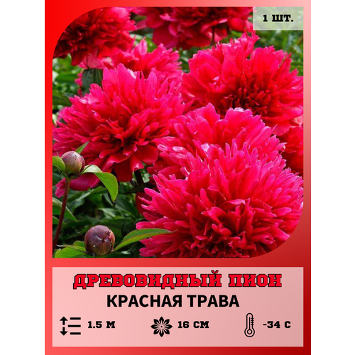 ���������� ���� ����������� ������� �����, ������� 1 �����