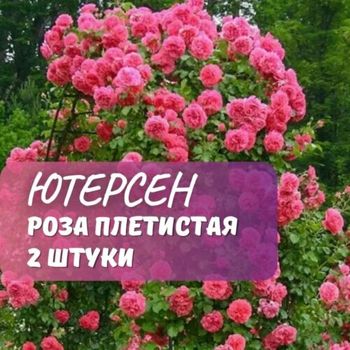 ���������� ���� ��������� �������� ������� ( Rosarium Uetersen) / 2 ��, ��������� ����