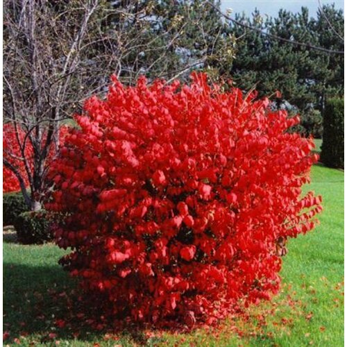 ���������� ������� ��������� �������� ����� ��� ( 2 ���� , �2 , 10-20 �� )