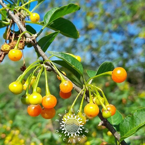 ���������� ������ �������� (���. Vassobia breviflora) 10�� �� Green Legacy