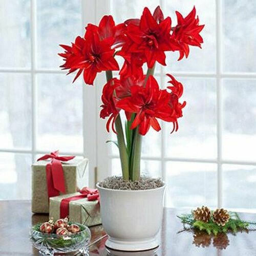   , Hippeastrum Double Delicious,  ,    , -, 