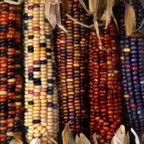 ���������� ������ Deodar SEEDS COMPANY �������� ������� ������� 10 ��.