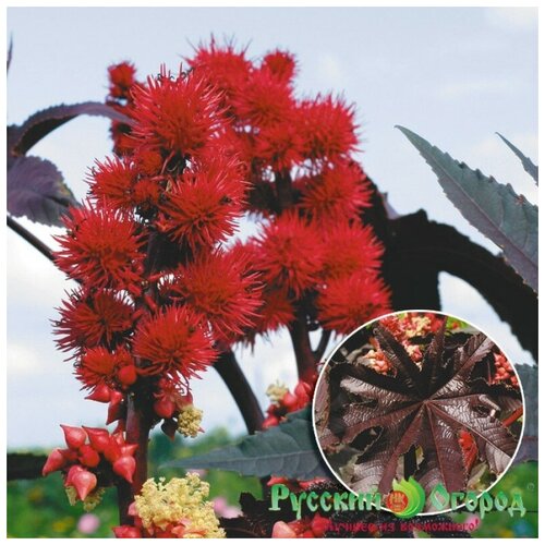 ���������� ������. �����. ��������� 