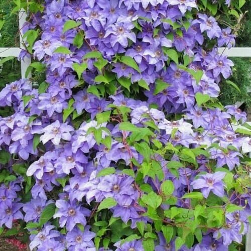 ���������� �������� ��� ����� (Clematis Blue Angel) / 1 ��, �������� ����