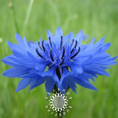     (. Centaurea cyanus) 100   Green Legacy